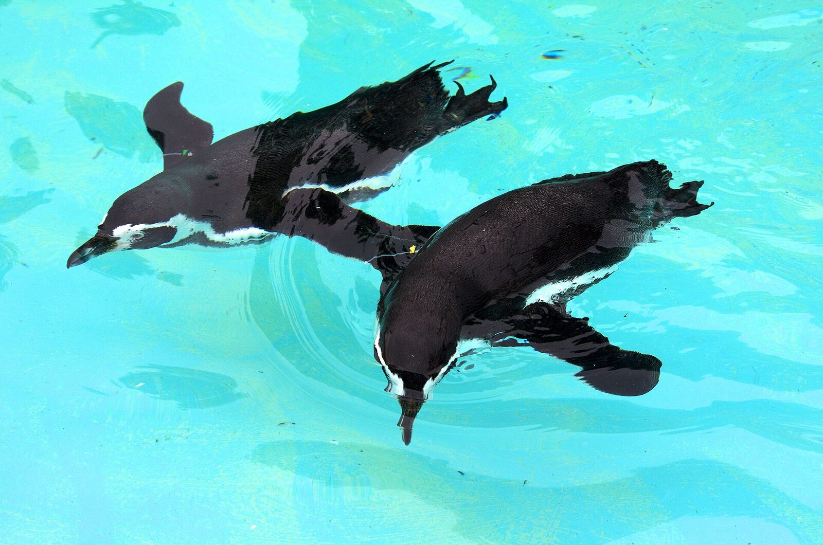 11月4日まで 釧路市動物園 オタリア釧海に会うなら入園料580円・中学生以下は無料