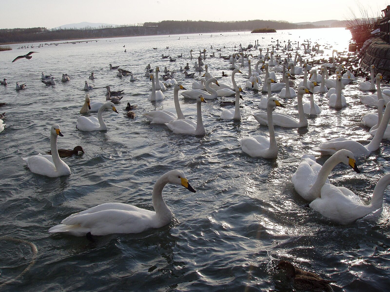 濤沸湖のハクチョウ